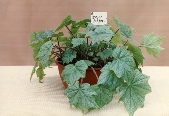 B. ‘Silver Pebbles’